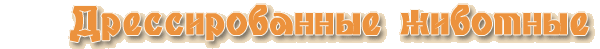 Дрессированные животные на праздник, день рождения. Обезьяны, собачки, питон, кошки, куры. Дрессированные голуби на свадьбу. Цирковые номера с дрессированными животными Дрессированные животные на праздник, день рождения. Обезьяны, собачки, питон, кошки, куры. Дрессированные голуби на свадьбу. Цирковые номера с дрессированными животными